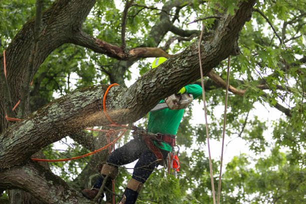 Best Firewood Processing and Delivery  in Taylor, TX